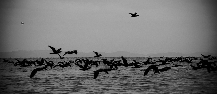 Il volo dei cormorani