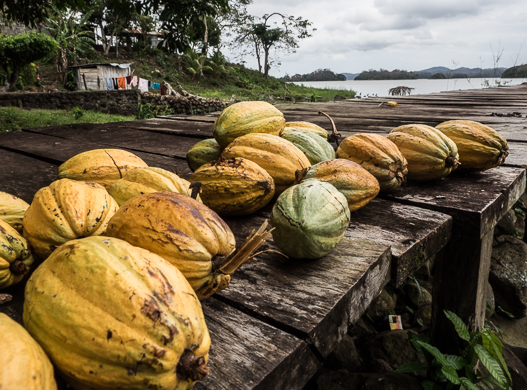 Il cacao
