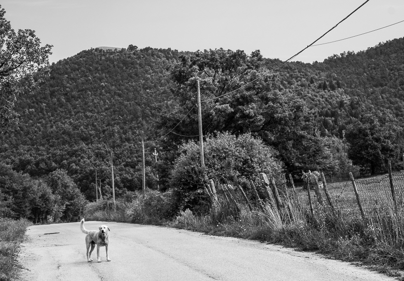 I cani di tutti