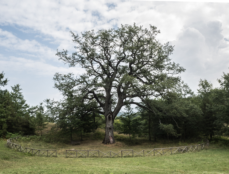 La quercia di Annibale