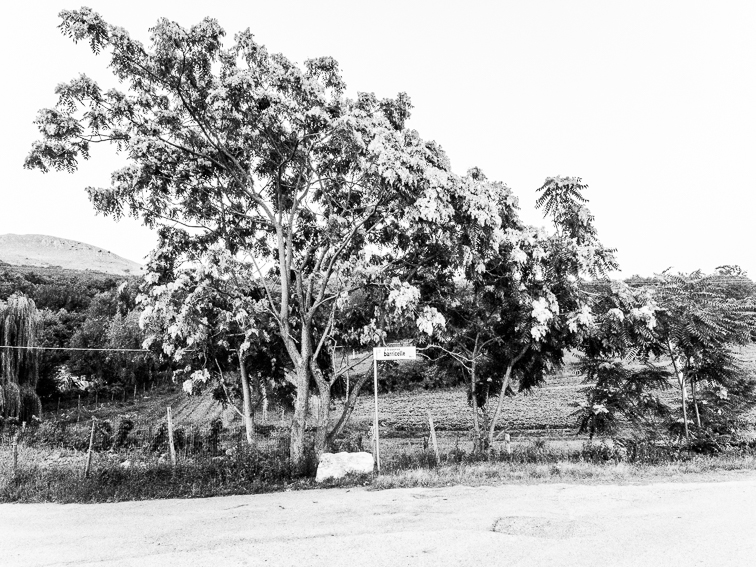L'albero che ci accoglie