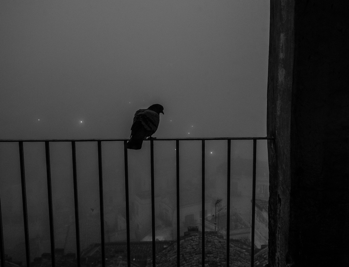 Fog